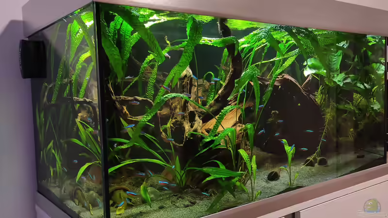 Aquarium Hauptansicht von Proxima Südamerika 2 von Hero67