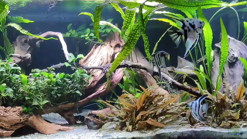 Aquarium Hauptansicht von Proxima südamerika von Hero67