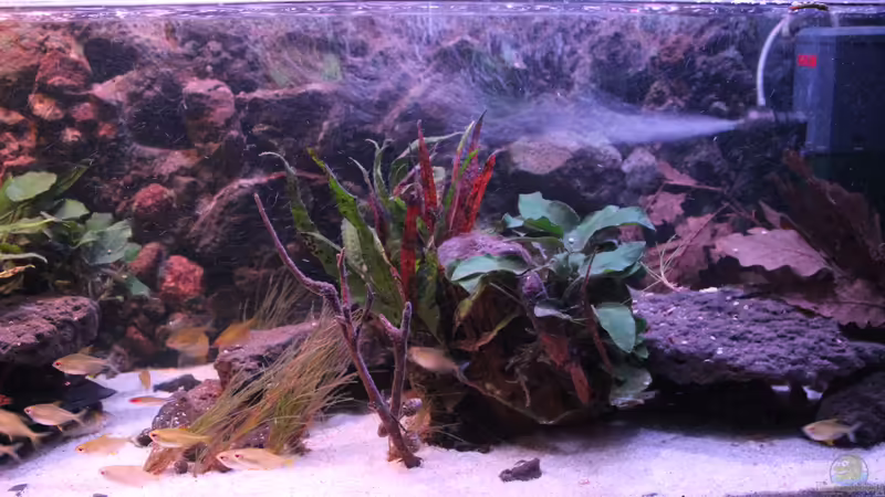 Aquarium Hauptansicht von Pseudancistrus Heaven von maxheadroom (1)