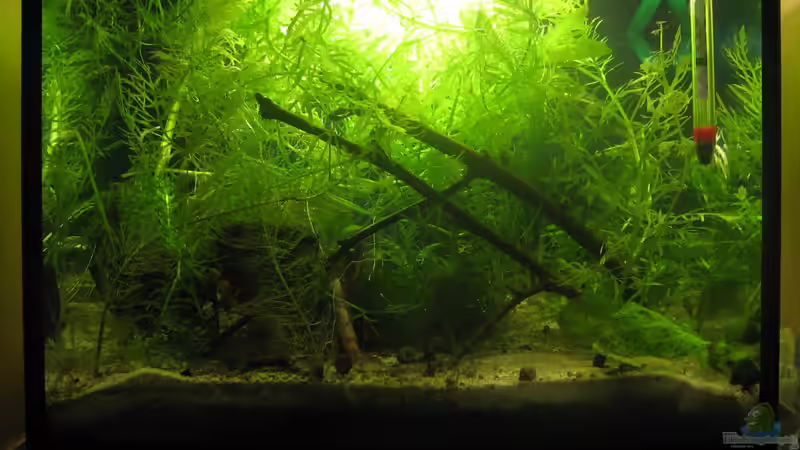 Aquarium Hauptansicht von Pseudepiplatys annulatus (existiert nicht mehr)