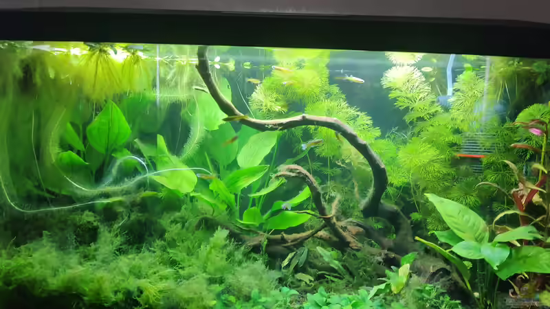 Aquarium Hauptansicht von Pseudomugil Gertruade Artenbecken