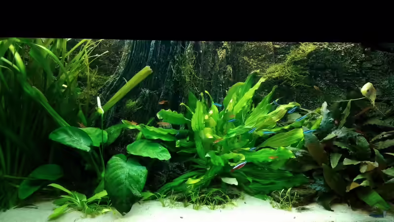 Aquarium Hauptansicht von pure nature - amazonas von MarSchel (1)