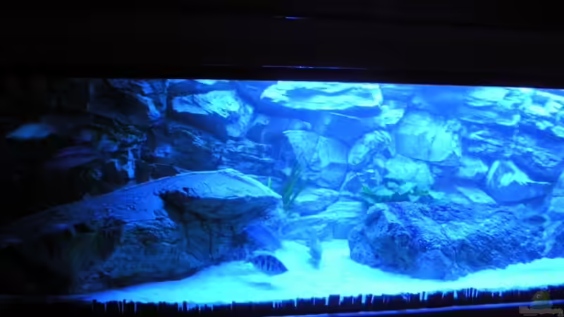 Aquarium Hauptansicht von Räuber aus dem Werder.... ähmm Malawisee von Wesermalawi (1)