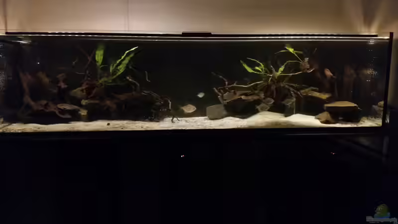 Aquarium Hauptansicht von Räuberbecken von David S. (1)