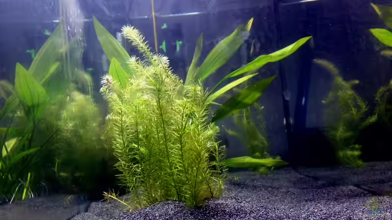 Aquarium Hauptansicht von Rainbow Cobra von vanHouten (1)