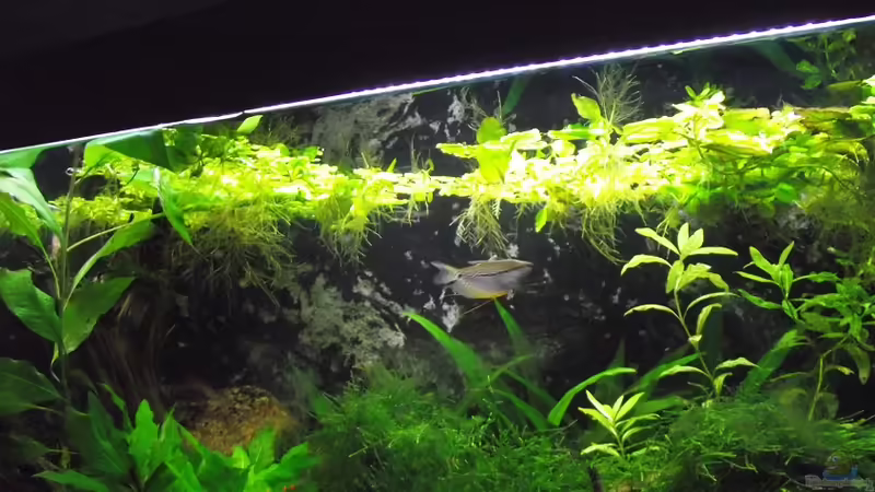 Aquarium Hauptansicht von Rainbowland (aufgelöst)