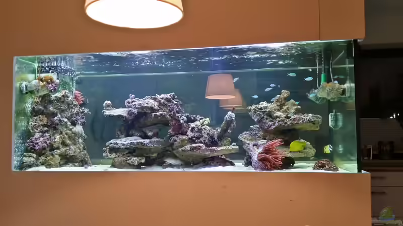 Aquarium Hauptansicht von Raumteiler von slobe (1)