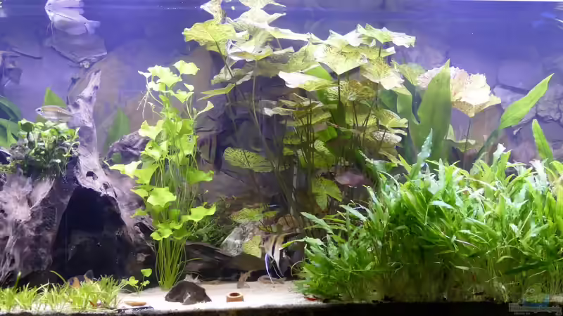 Aquarium Hauptansicht von Ravenclaw57 (1)