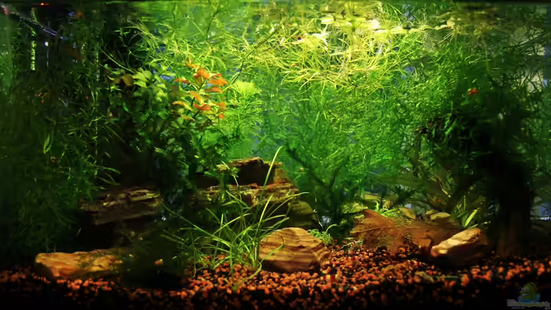 Aquarium Hauptansicht von Red Bee Garnelen von Mona6464 (1)