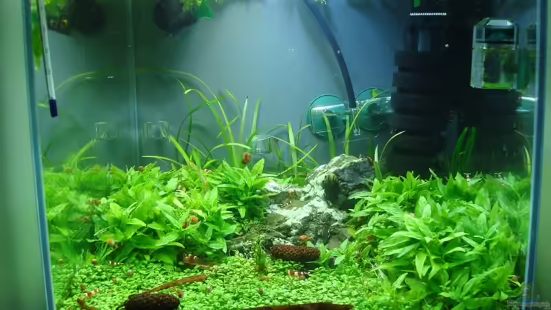 Aquarium Hauptansicht von Red Bee World von Sven-0. (1)