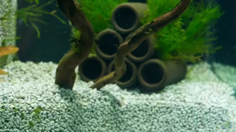 Aquarium Hauptansicht von Red Bees - Verbundkies von Beni M (1)