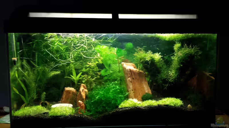 Aquarium Hauptansicht von Red/Black Bee Becken von Aqua (1)