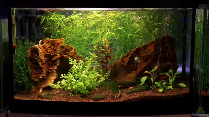 Aquarium Hauptansicht von Red Rili Sakura von Mona6464 (1)