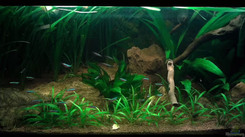 Aquarium Hauptansicht von Red Stones