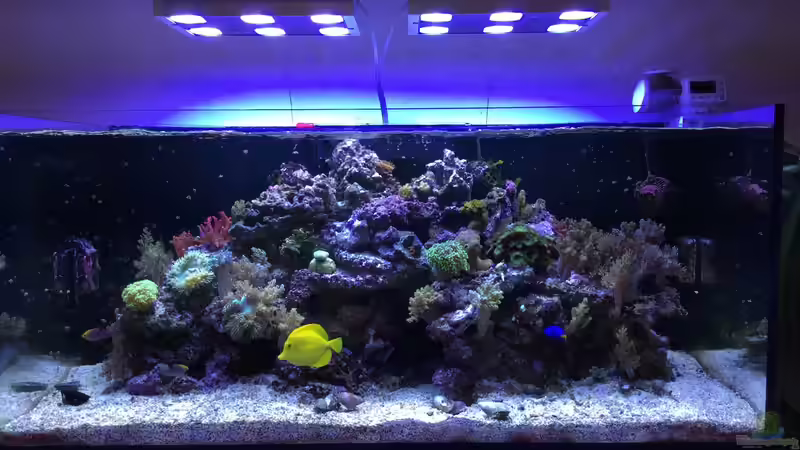 Aquarium Hauptansicht von RedSea