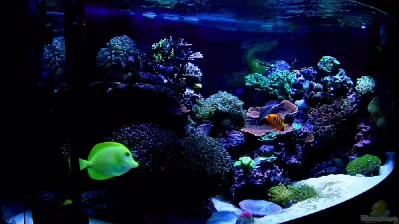 Aquarium Hauptansicht von RedSeaReef