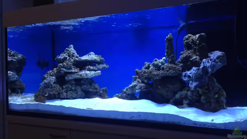 Aquarium Hauptansicht von Reef Dream von kutlesch (1)