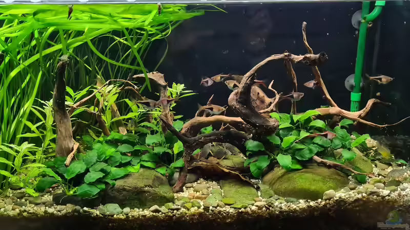 Aquarium Hauptansicht von Regenwald Bach von Renke (1)