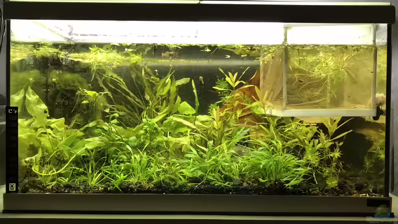 Aquarium Hauptansicht von Restebecken von Günnis Medaka Refugium (1)