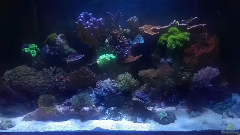Aquarium Hauptansicht von Riffaquarium von Martin Becker (1)