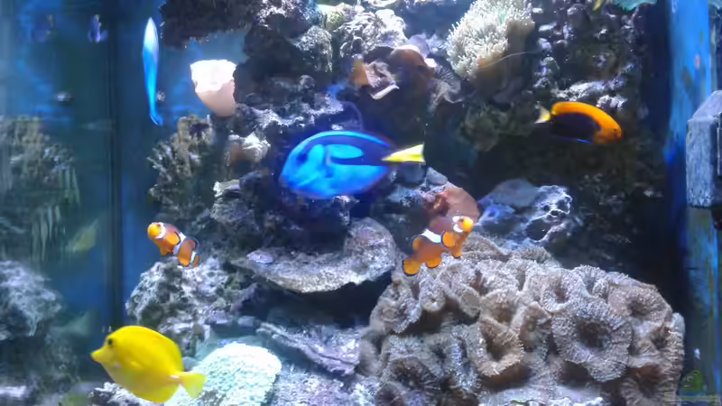 Aquarium Hauptansicht von Riffkanten cube von Alex Knorr (1)