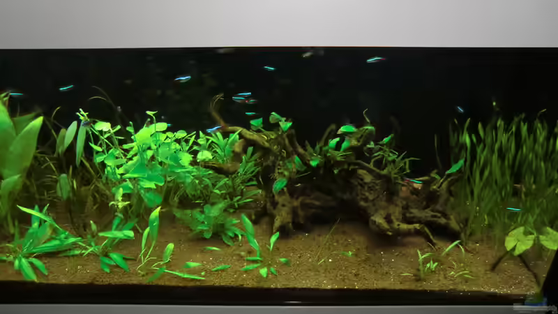 Aquarium Hauptansicht von Rio 180 als Raumteiler