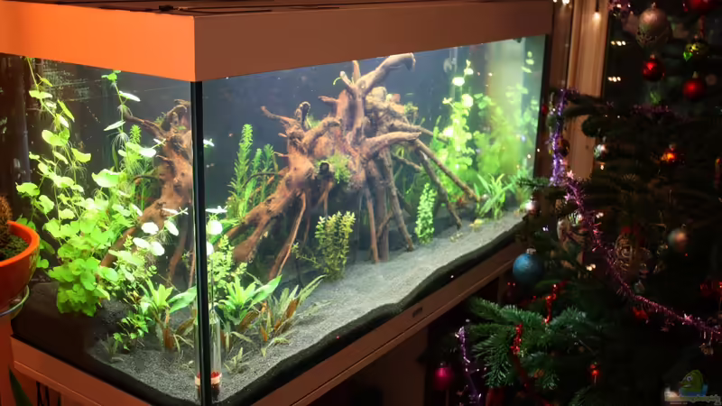 Aquarium Hauptansicht von Rio 300 - Ein Traum wird wahr von Mario_83 (1)