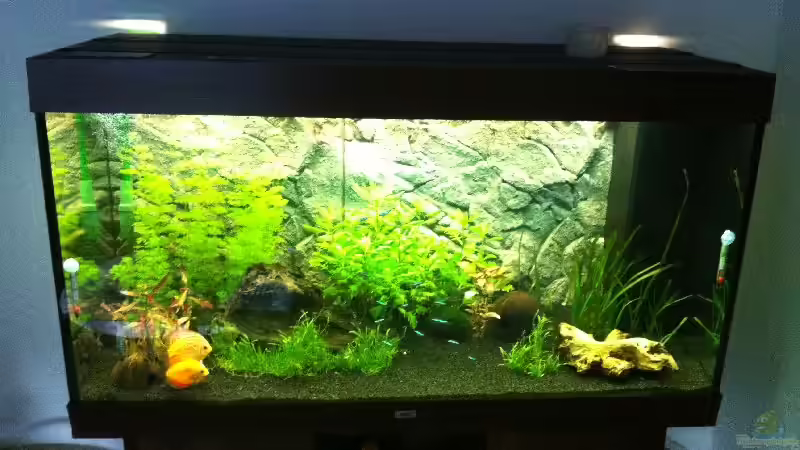 Aquarium Hauptansicht von RIO 300 von Stefan Hille (1)