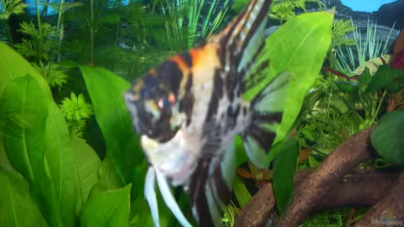 Aquarium Hauptansicht von Rio 400 von AQ Nano (1)