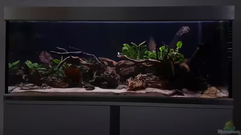 Aquarium Hauptansicht von Rio Bio von Henki (1)
