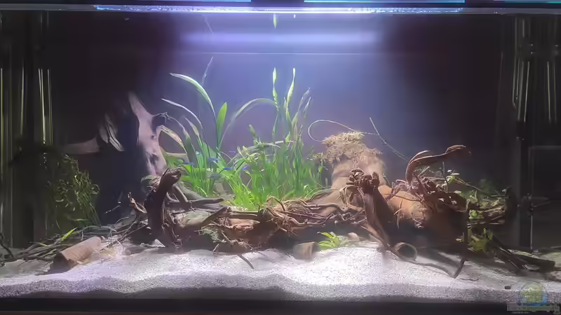 Aquarium Hauptansicht von Rio Essequibo x Rio Xingu (2) von Max Wolf (1)