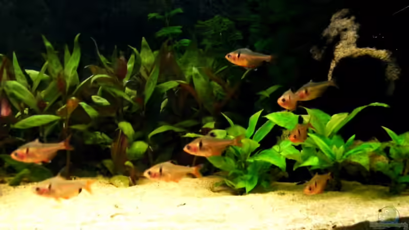 Aquarium Hauptansicht von Rio Guaporé von Malawigo (1)