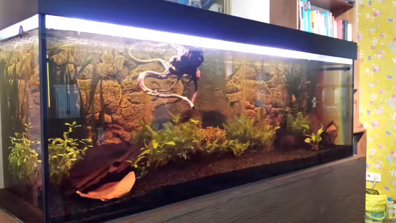 Aquarium Hauptansicht von Rio Jari Nordfriesland von FK Nordfriesland (1)