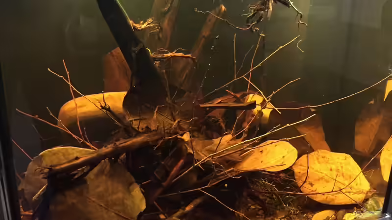 Aquarium Hauptansicht von Rio Negro Biotop von Andy Garnier (1)