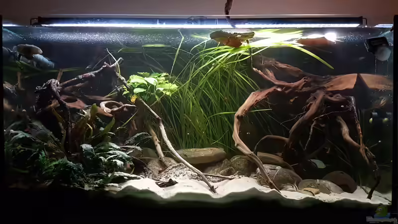 Aquarium Hauptansicht von Rio Negro em Suíça von southheart (1)