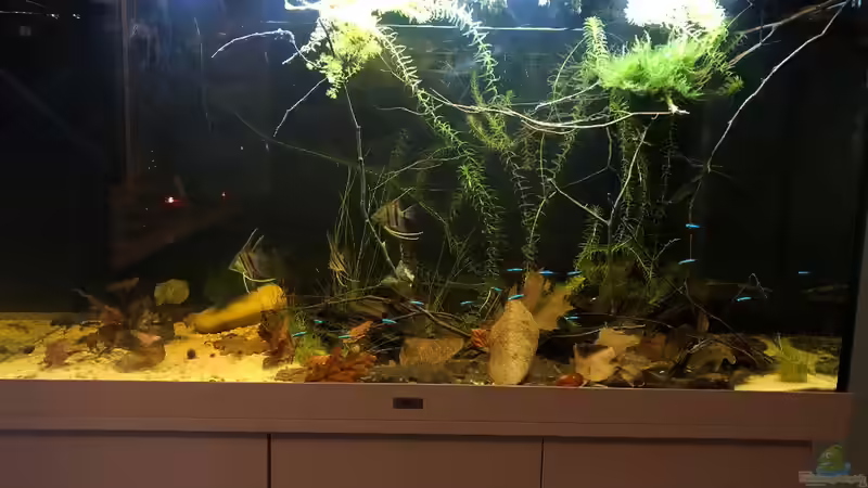 Aquarium Hauptansicht von Rio Negro von Biotop (1)