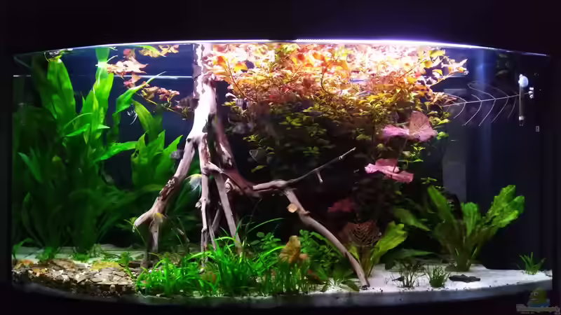 Aquarium Hauptansicht von Rio Novo von Oliver Wolf (1)