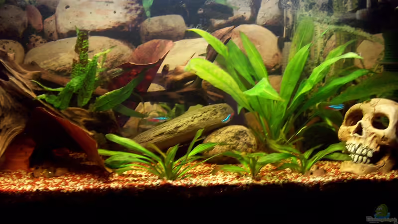 Aquarium Hauptansicht von Rio Orellana