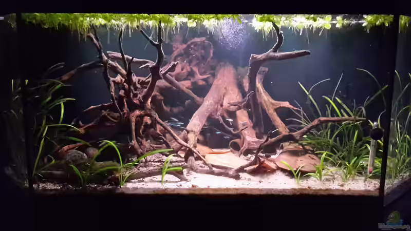 Aquarium Hauptansicht von Rio Orinoco von mikeschchaos (9)