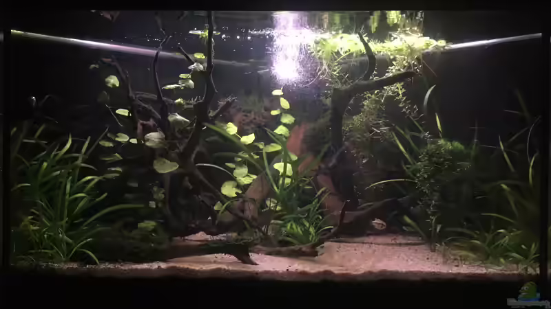 Aquarium Hauptansicht von Rio Orinoco (wurde aufgelöst)