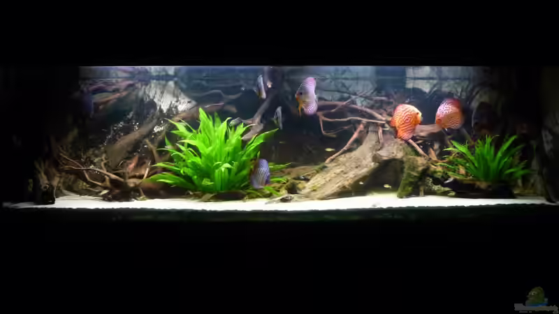 Aquarium Hauptansicht von Rio Pampo (aufgelöst)