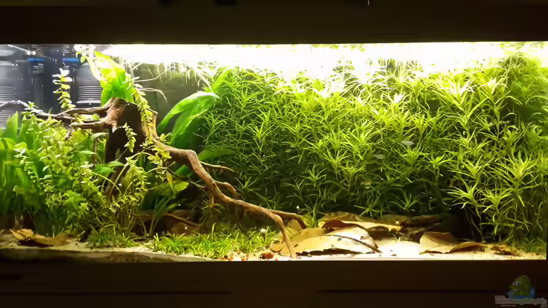 Aquarium Hauptansicht von Rio Paraguay Aquarium Hauptansicht von Rio Paraguay