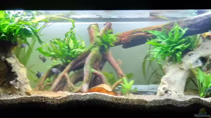 Aquarium Hauptansicht von Rio Solimoes von eMpTy (1)