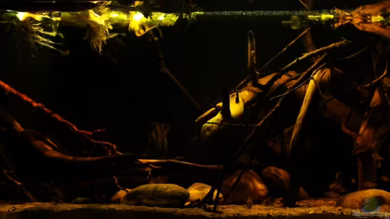 Aquarium Hauptansicht von Rio Sowieso von Julien Preuß (1)