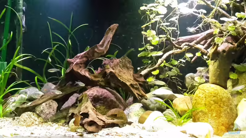 Aquarium Hauptansicht von Rio Tocantins von mikeschchaos (1)