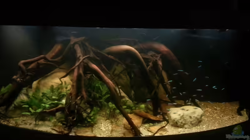 Aquarium Hauptansicht von Riverside of Rio Negro