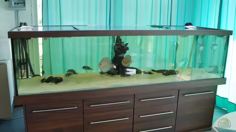 Aquarium Hauptansicht von Rochen/ Arowana Becken von Michael Jahn (1)