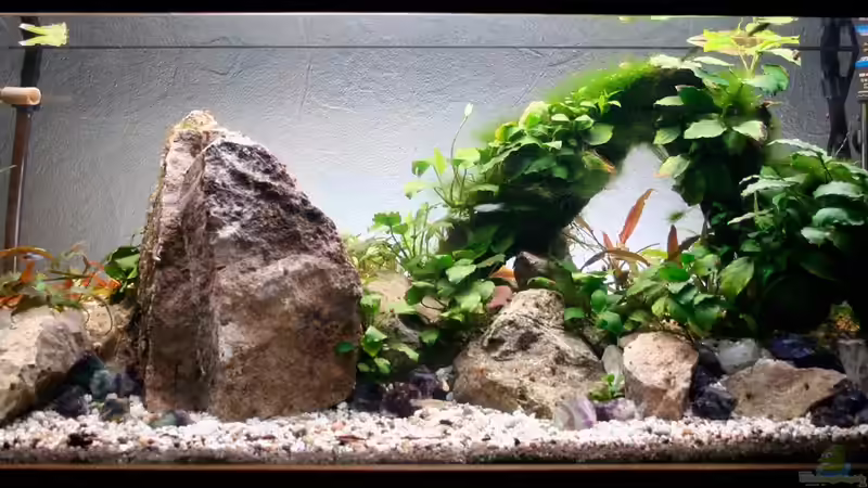 Aquarium Hauptansicht von Rock von Triameh (1)