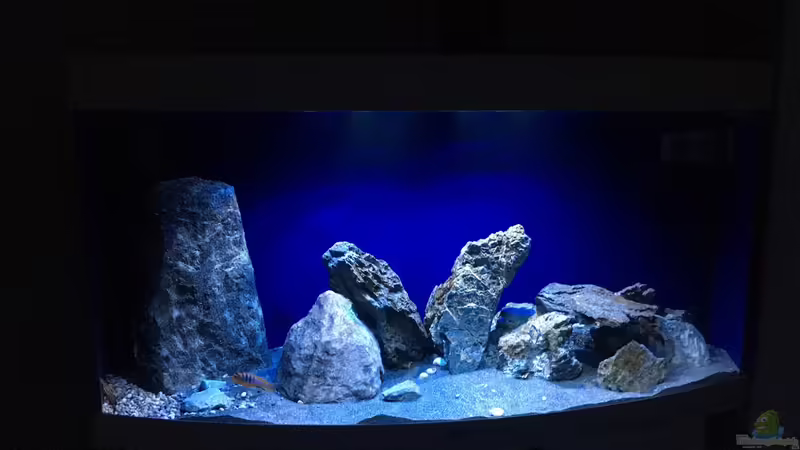 Aquarium Hauptansicht von Rocky Malawi von AJ (1)