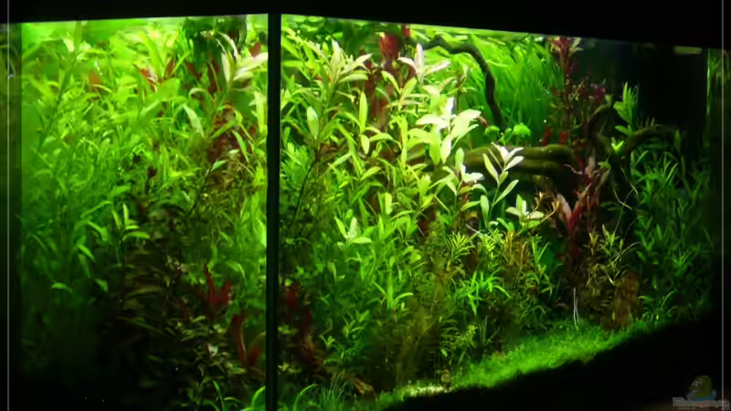 Aquarium Hauptansicht von Rooky nature von Onkel (1)